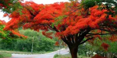 Árbol de flamboyán en Guatemala
