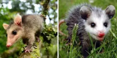 Los tacuazines en Guatemala