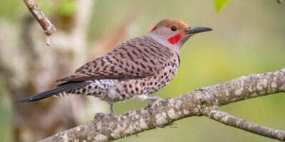 El ave Tuc Tuc en Guatemala