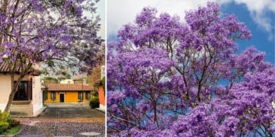 Árbol de Jacaranda en Guatemala