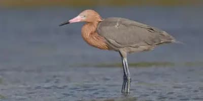 La garza rojiza en Guatemala