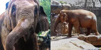 Día del Elefante en Guatemala