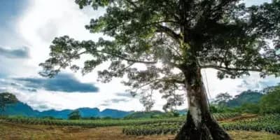 La ceiba en Guatemala
