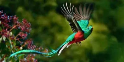 El quetzal guatemalteco: Características del ave nacional