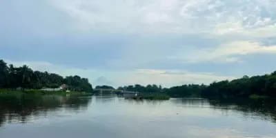 ¿Qué son los manglares en Guatemala?