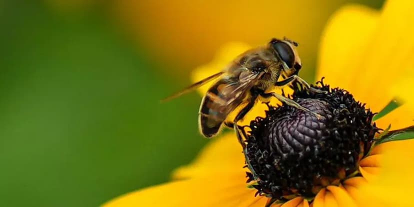 Día de las Abejas en Guatemala