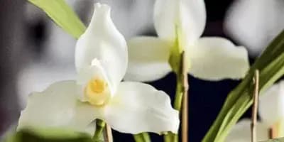 La Monja Blanca de Guatemala