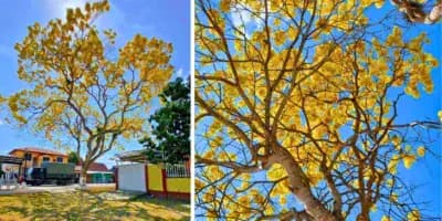 Árbol de Palo Blanco en Guatemala