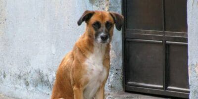 Leyes que protegen a los animales en Guatemala