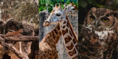 Recintos de animales del Zoológico la Aurora de la Ciudad de Guatemala
