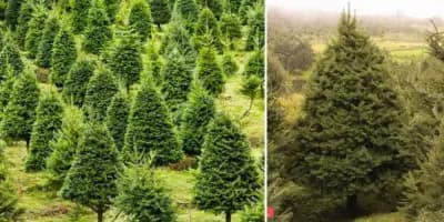 El árbol de pinabete en Guatemala
