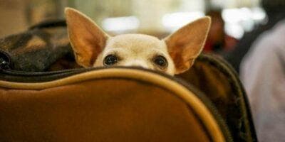 Requisitos guatemaltecos para viajar con mascotas