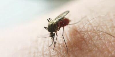 Recomendaciones para ahuyentar mosquitos en Guatemala