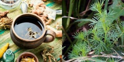 Beneficios del Anís, planta medicinal que se origina en Guatemala