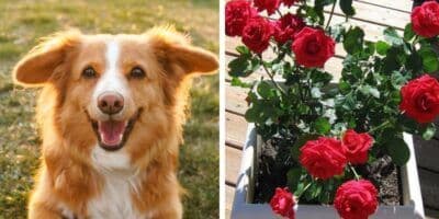 Plantas en Guatemala que son seguras para perros
