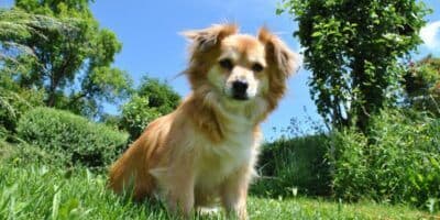 Plantas en los hogares guatemaltecos que son tóxicas para los perros