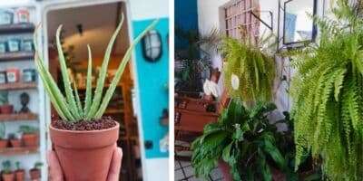 5 Plantas que absorben el calor en el interior de los hogares guatemaltecos
