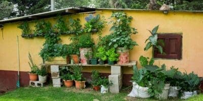 ¿Cómo hacer un huerto en casa?