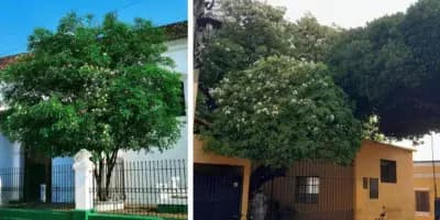 El Árbol de Esquisúchil en Guatemala