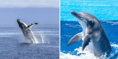 Día de las Ballenas y los Delfines en Guatemala
