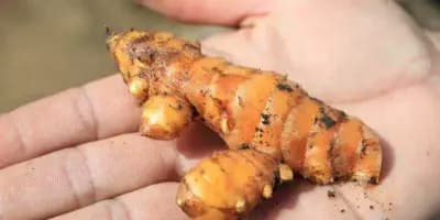 La cúrcuma en Guatemala: Ingrediente esencial para varios platillos