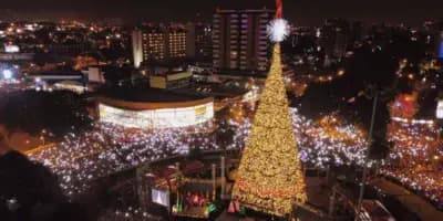 Historia del Árbol Gallo en Guatemala