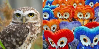 El tecolote en la Cultura Maya: Significado y características