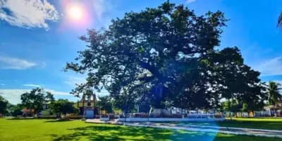Día de la Ceiba en Guatemala