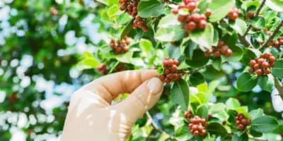 ¿Cómo se hace la clasificación del café en Guatemala?