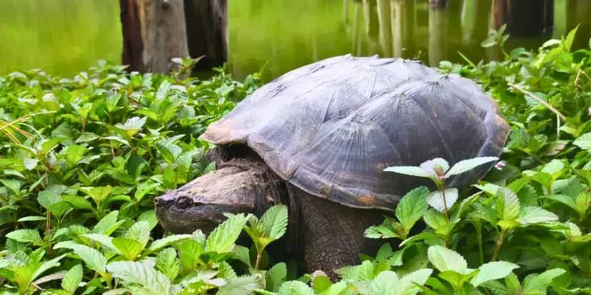 Día de las tortugas en Guatemala