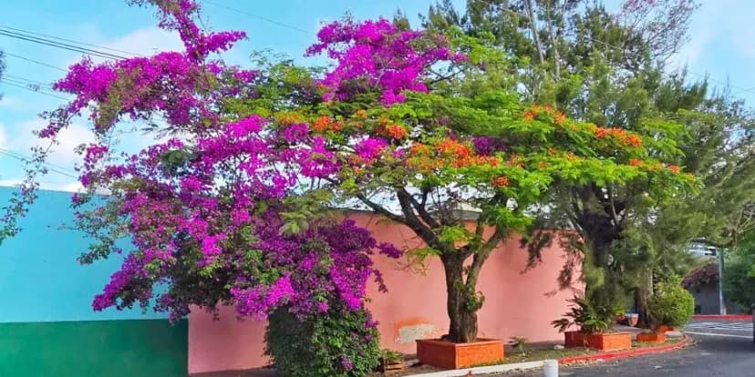 25 Tipos de árboles que hay en Guatemala