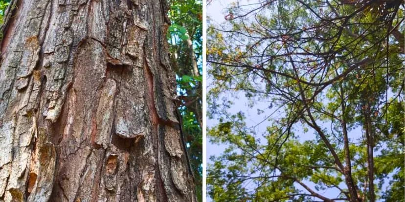 Árbol de Cenícero en Guatemala