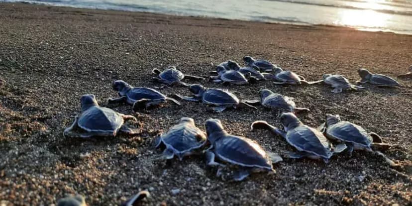 La tortuga negra del pacífico en Guatemala