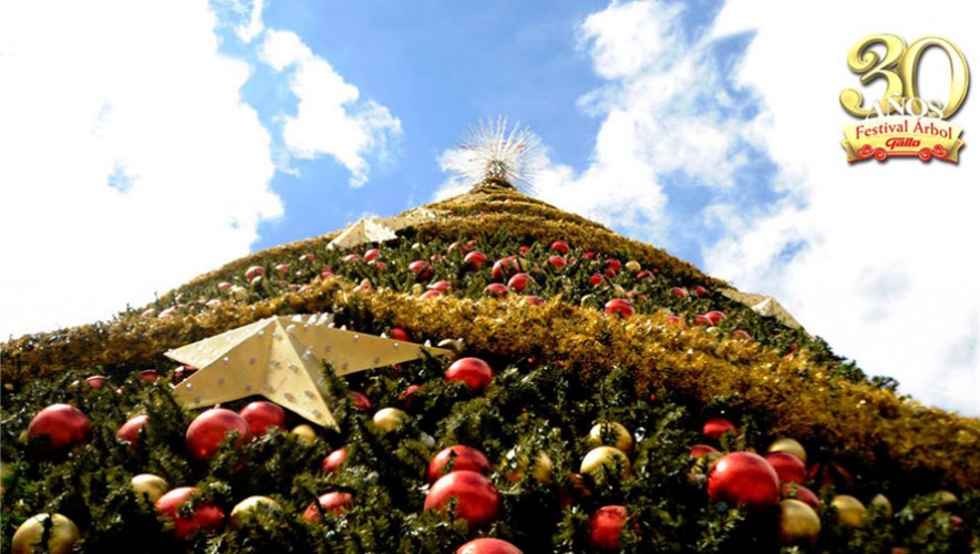 Arbol gallo
