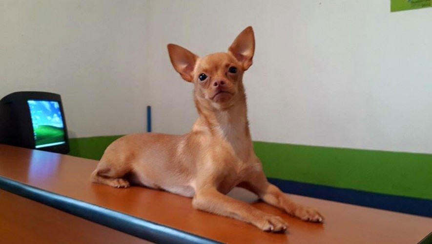 Taquto