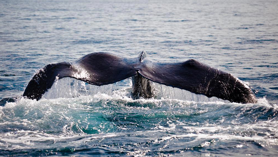 Ballenas
