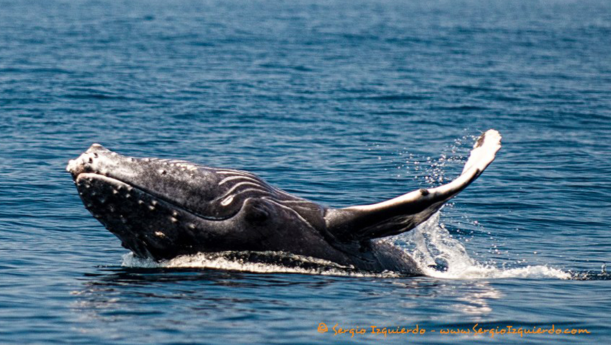 Avistamiento de ballenas