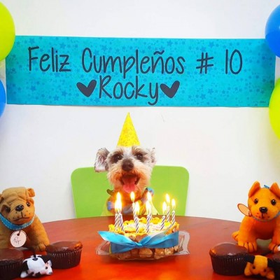Fotografía por Guau Box.
