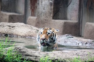Tigres de Zoológico