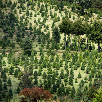 finca-espinero