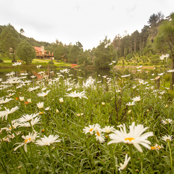 finca