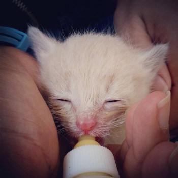Tu puedes ayudar a este y más animales sin hogar en Guatemala. (Foto: Amigos de los Animales)