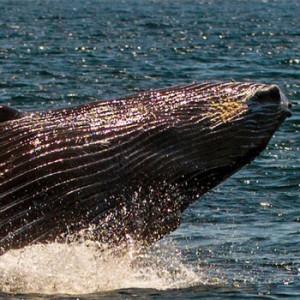 Ballena en Guatemala, Sergio Izquierdo