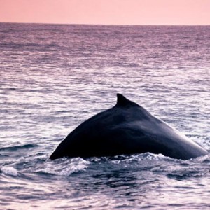Ballenas en Guatemala 