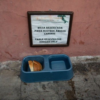 Foto: Antigua Street Dogs - Guatemala)