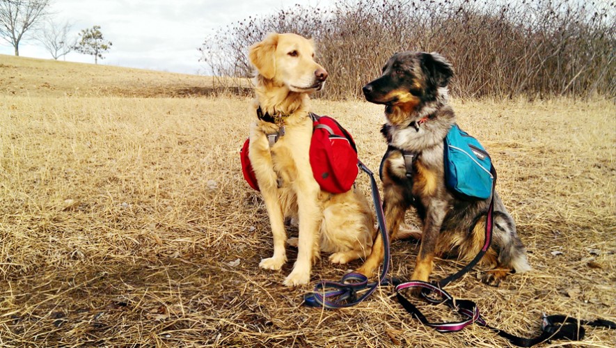 Dog Trekking en Parque Municipal "El Astillero" en San Marcos | Marzo 2017