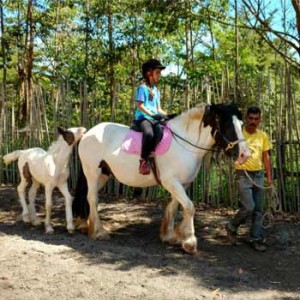 Equinoterapia en Guatemala 