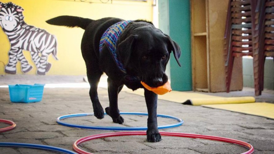 Kimono es un perro de asistencia para niños con autismo de Guatemala