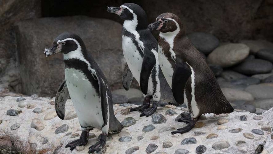 Asiste a la celebración del Día Mundial del Pingüino en el Zoológico La Aurora 2017