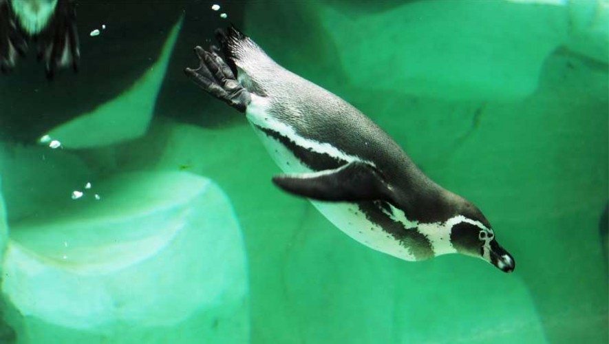 Asiste a la celebración del Día Mundial del Pingüino en el Zoológico La Aurora 2017